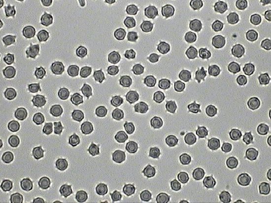 pi_130109_004.jpg
